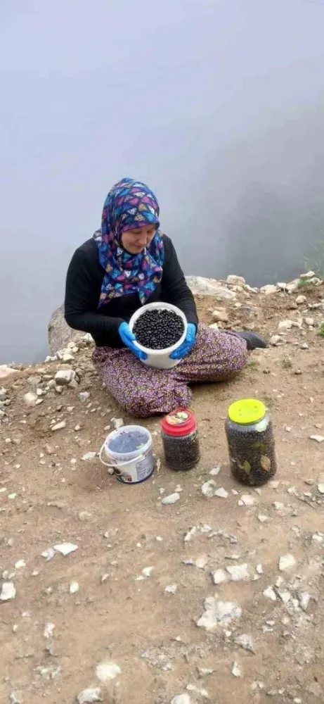 ŞALPAZARI’NDA YABAN MERSİNİ BEREKETİ