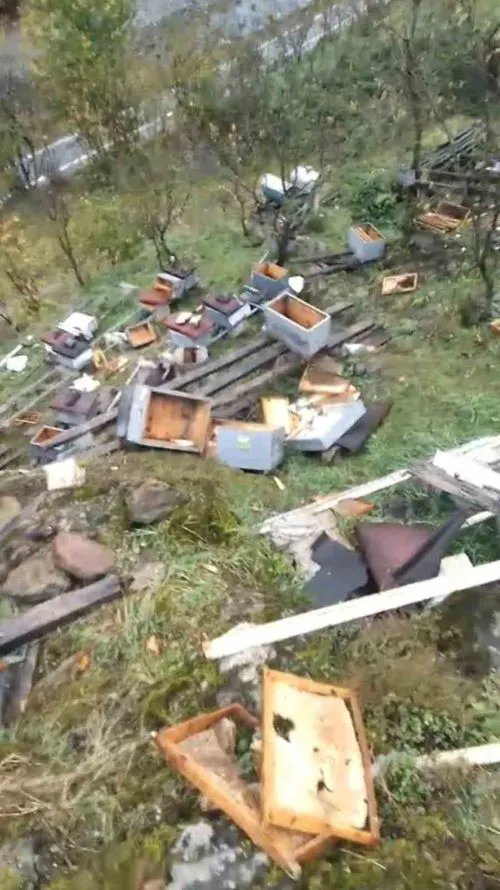 ARAKLI’DA AYILAR 50’DEN FAZLA KOVANI TELEF ETTİ 